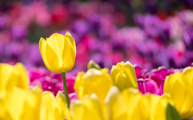 Tulips - Yellow/Purple