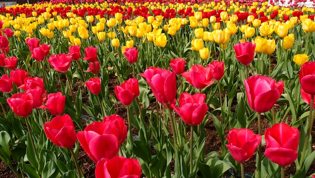 Tulips - Red/Yellow